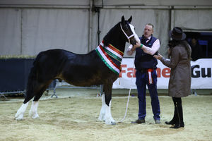 Supreme Horse Champion: ‘Llanmorlais Buster’