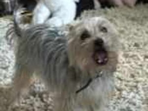 Supporting image for story: Puppy Max proves he has talent