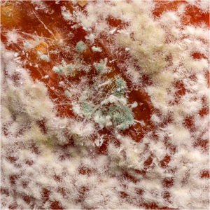 Runner up: Ian Rowley - Mouldy Satsuma