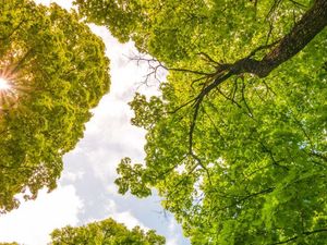 Supporting image for story: Here's your chance to put more trees in Oswes-tree...
