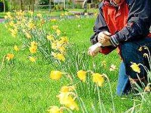 Supporting image for story: Market Drayton simply daffy about spring daffodils display