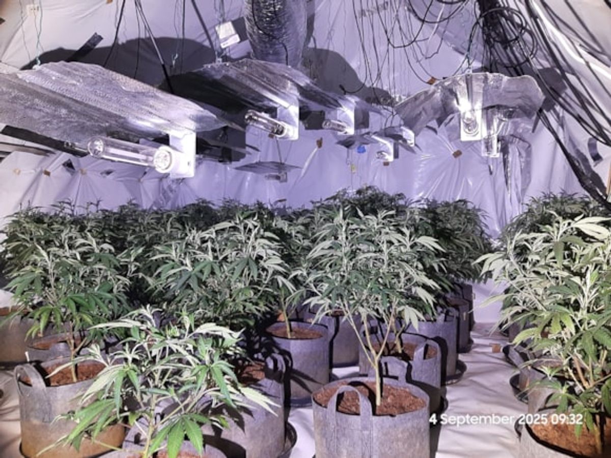 Cannabis farm worth around £80k uncovered in Dudley after immigration 'dawn raid'