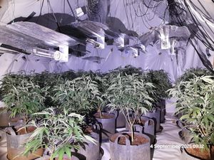 Cannabis plants found in Dudley