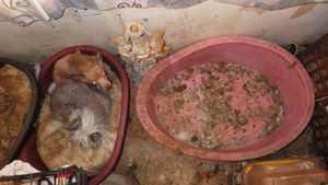 Photo: Little Meadow Animal Rescue/ RSPCA