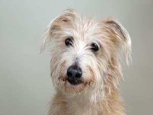 Supporting image for story: Kate tells of Wolfy the dog's rough time 