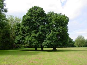 Supporting image for story: A trust which owns and looks after green spaces in Kington is to receive a £44,500 town council grant