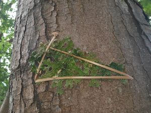 Tree Lungwort fixed to a tree at Pentwyn. A.G.Shaw