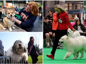 Supporting image for story: Crufts 2026: 40 adorably fluffy snaps capture dogs and owners gathering to put on a show in Birmingham's NEC