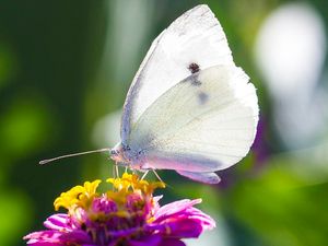 Supporting image for story: How butterflies could shed light on infertility problems in humans