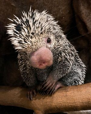 The Brazilian tree porcupine who is now at home at Telford's Exotic Zoo.