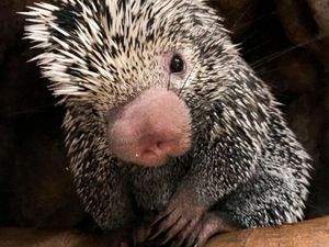 Supporting image for story: Telford's Exotic Zoo re-opens seven days-a-week this weekend - with a special new arrival