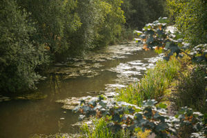 A toxic chemical spillage has leaked into the canal at Pleck.