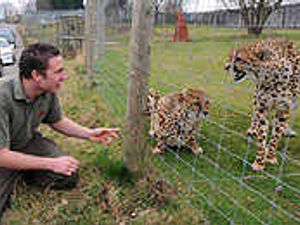 Supporting image for story: Crowds turn out to spot cheetahs