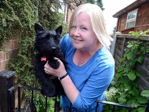Supporting image for story: Edie is in the dog house after getting head stuck in iron gate
