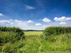 Supporting image for story: New rules set to maintain protections for hedgerows, Defra says