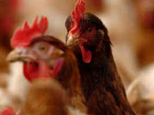 Supporting image for story: Plans lodged for 300,000-bird chicken farm between Shrewsbury and Telford 