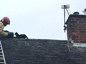 Supporting image for story: Telford firefighters to the rescue as Tinkerbell the cat stuck on roof