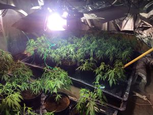 Some of the plants found. Pic: @DonningtonCops  