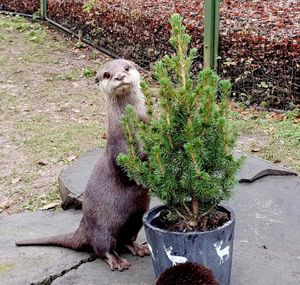Christmas otter
