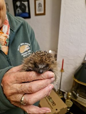 A baby hedgehog that came into Joan's care