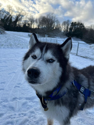 'Grumpy' Anuko the husky, whose owner Jasmine Milton promises he's enjoying the snow
