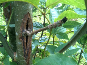 Supporting image for story: Killer disease fears over ash trees at Bodenham Arboretum