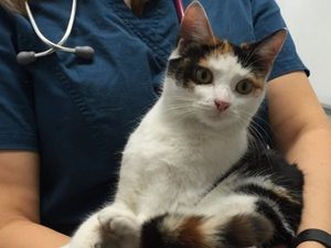 Supporting image for story: Cat found in engine after Birmingham to London drive will be rehomed