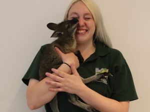 Supporting image for story: 'He's like my fourth child': Dudley Zoo keeper Laura hand rears baby wallaby after mother dies