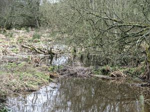 A beaver-made dam on the River Otter in Devon