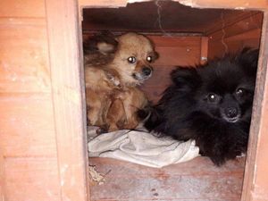 Supporting image for story: More than 50 dogs seized from 'deplorable' conditions as five arrested in Telford