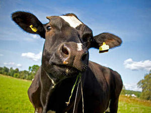 Supporting image for story: Letter: Dairy farm concerns