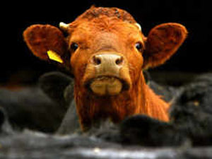 Supporting image for story: Cattle TB shows dramatic rise