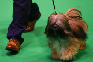 A Lhasa Apso is groomed at the Birmingham National Exhibition Centre (NEC) for the fourth day of the Crufts Dog Show. Photo credit: Aaron Chown/PA Wire