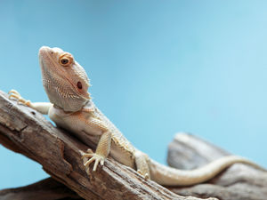 Supporting image for story: RSPCA receives more than 300 calls about exotic animals in Staffordshire last year