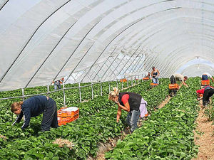 Supporting image for story: EU referendum: Almost 10,000 European staff working in Shropshire