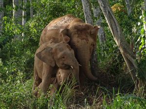 Supporting image for story: Bornean elephant assessed as endangered in new threatened species list