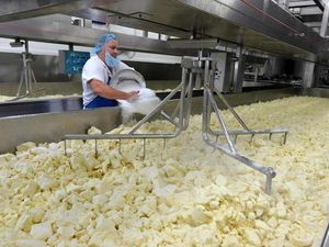 Supporting image for story: Belton cheese - the secret behind all the awards