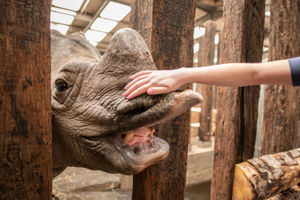 West Midland Safari Park is hosting a special Rhino Week for May half term, to raise money for Save the Rhino International