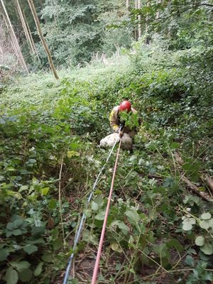 The sheep was stuck in the brambles