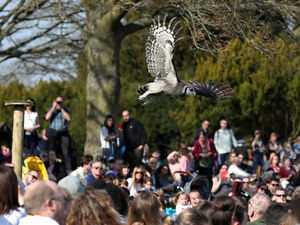 Supporting image for story: Bird droppings could land you a free return ticket to Warwick Castle in new scheme