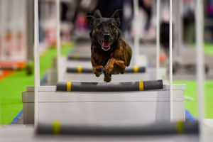 Dogs tackle the fly-ball course at the National Pet Show at the NEC, Birmingham. PA Photo. Picture date: Sunday November 3, 2019.  Photo credit should read: Jacob King/PA Wire.