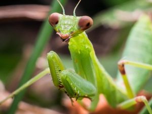 Supporting image for story: Unnerving video shows male praying mantis mating even after his head has been eaten off