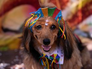 Supporting image for story: Dogs in costumes parade in Rio de Janeiro as pet lovers kick off Carnival