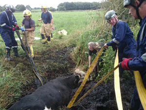 Supporting image for story: Shropshire firefighters rescue cow stuck in ditch