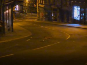 Supporting image for story: WATCH: Young deer spotted in hair-raising visit to Shrewsbury town centre