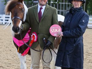Supporting image for story: Amateur handler and rescue pony team up to qualify for a national showpiece