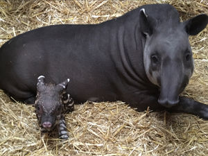 Supporting image for story: Dudley Zoo welcomes new baby tapir