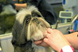 Paws for thought - Snoopy gets a trim