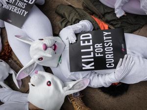 Supporting image for story: Rabbits suffering in ‘secretive’ experiments at universities, campaigners claim