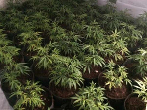 Supporting image for story: £150k swimming pool cannabis grower fails in bid to clear his name